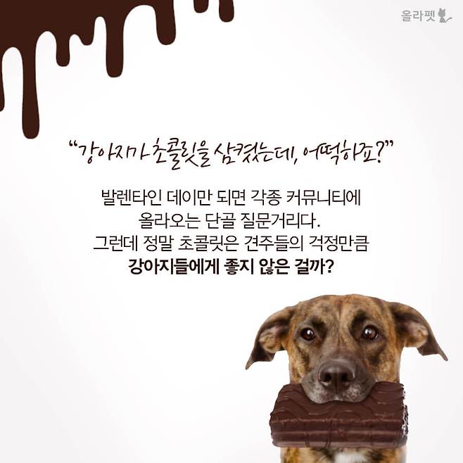 강아지가 초콜릿 먹으면 죽나요? | 올라펫