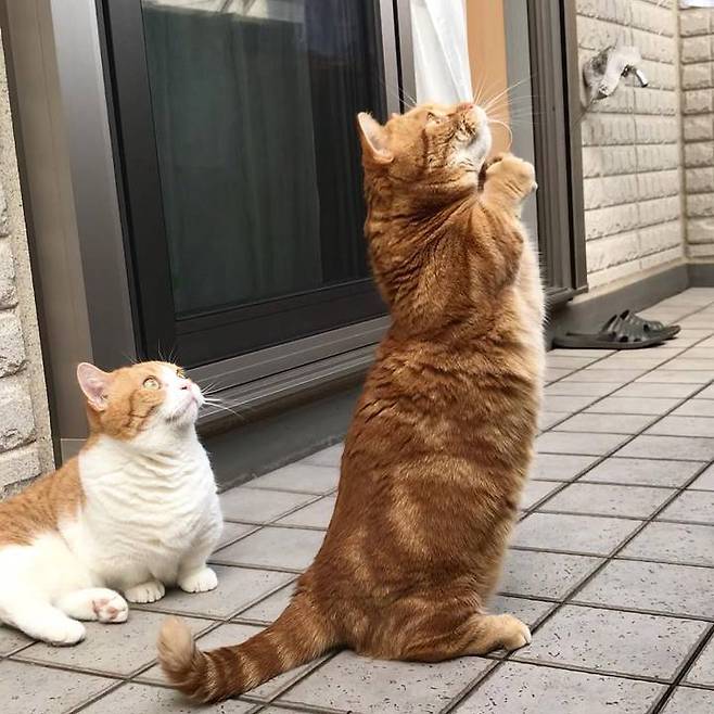 출처: instagram@amaccho5160