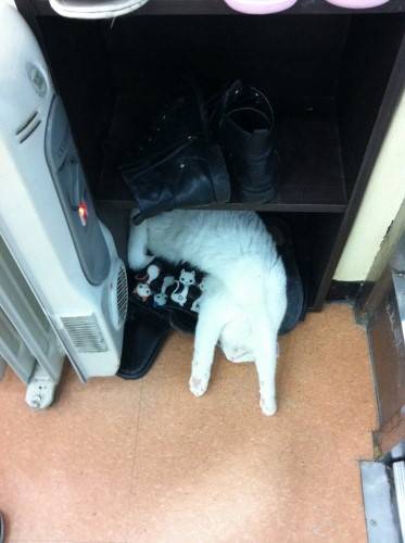 출처: 다음아고라뉴스