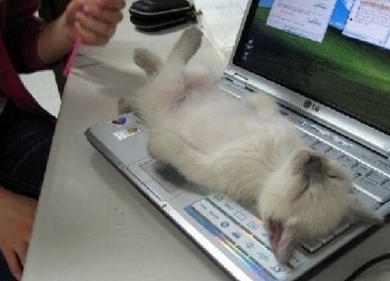 출처: 러시앤캐시와 2지부기사단 카페