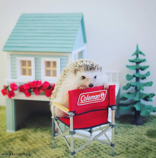 출처: 아즈키 인스타그램