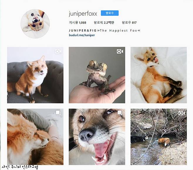 출처: 주니퍼 인스타그램