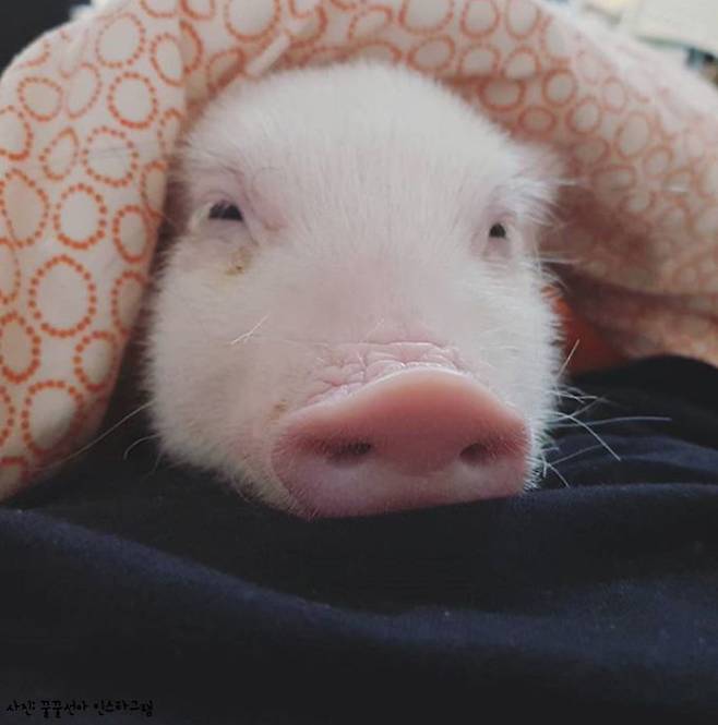 출처: 꿀꿀선아 인스타그램