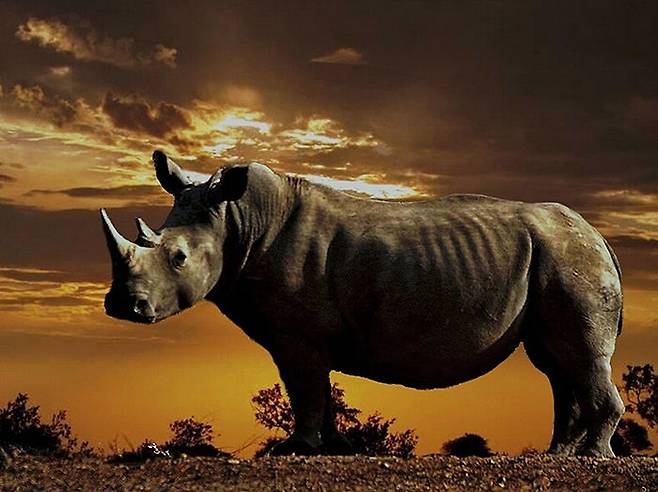 출처: Arno Meintjes Wildlife