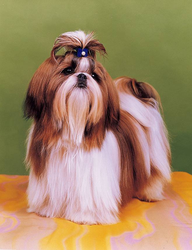 출처: Magic Castle