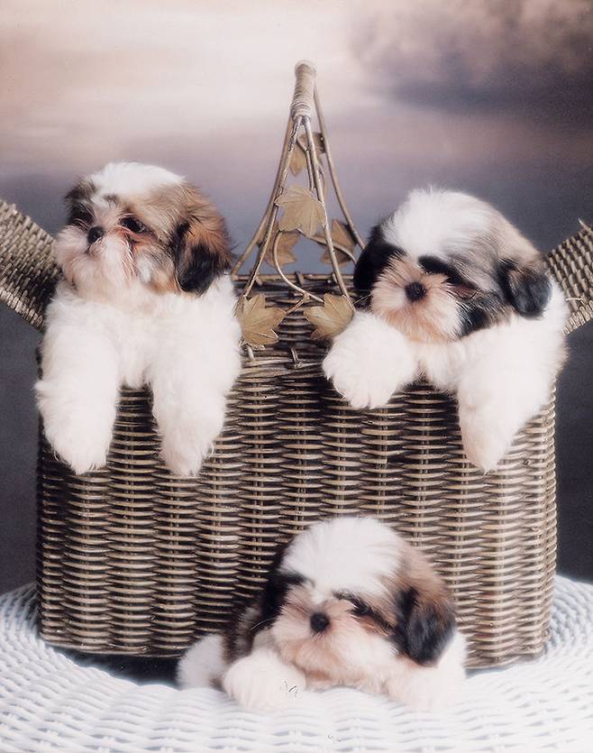 출처: Aekyun Sidae