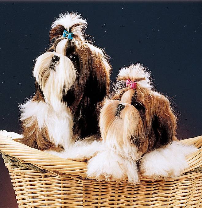 출처: Dori Shih Tzu