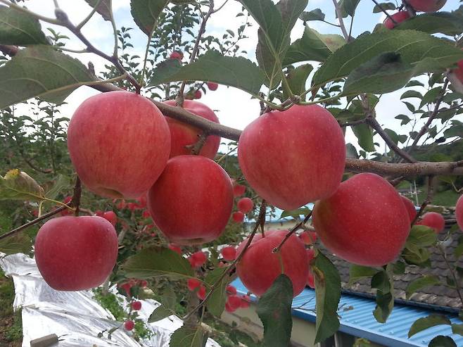 출처: 정선농업기술센터