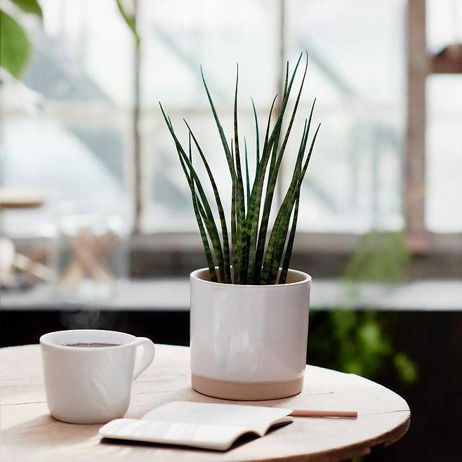 출처: IKEA/이케아