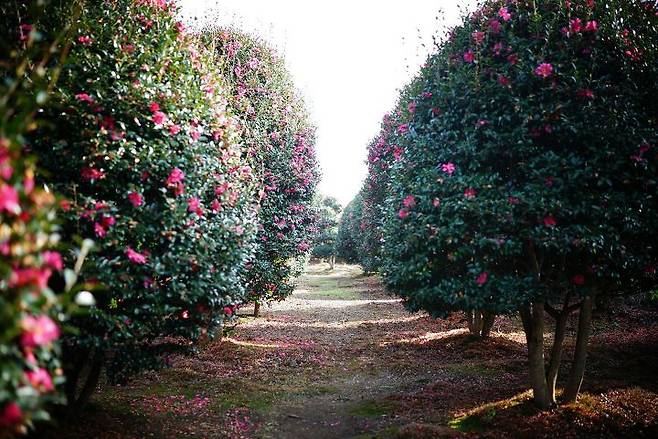 출처: 제주관광공사