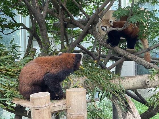에버렌드 레서판다 레시와 레몬이. 천권필 기자