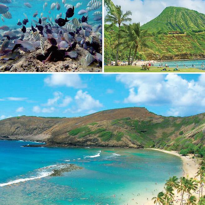 출처: 하와이 100배 즐기기