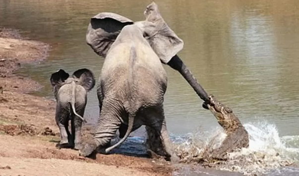 출처: https://en.goodtimes.my/2017/09/18/crocodile-attacks-mother-elephant-brave-baby-elephant-comes-mothers-rescue-brilliant-trick/