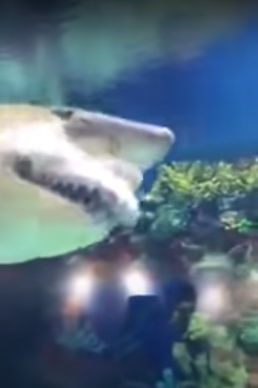 출처: https://www.youtube.com/watch?time_continue=9&v=ipdwrhHFRIY&feature=emb_title