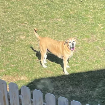 출처: https://www.reddit.com/r/aww/comments/mktlhk/every_morning_for_two_years_my_neighbors_dog/