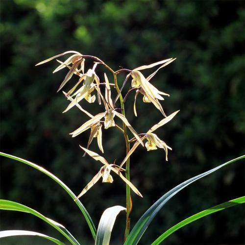 출처: 국립생물자원관