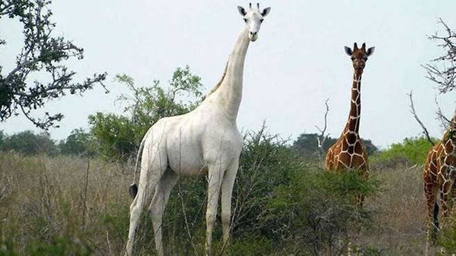 출처: ISHAQBINI HIROLA COMMUNITY CONSERVANCY