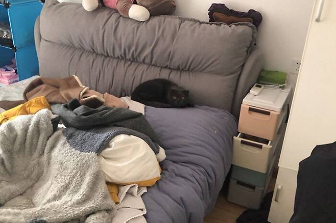 출처: Wuhan Pet Life Online