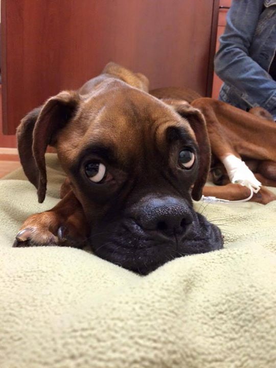 출처: https://3milliondogs.com/3-million-dogs/emaciated-boxer-found-curled-up-in-park-fighting-for-life-see-the-dogs-amazing-recovery/