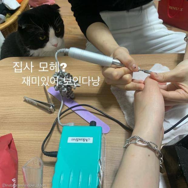 출처: 사진=Instagram/meow_ddori(이하)