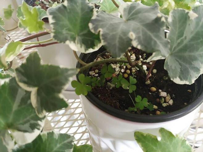 출처: 오늘의집 제품정보 모아보기(▲이미지클릭)