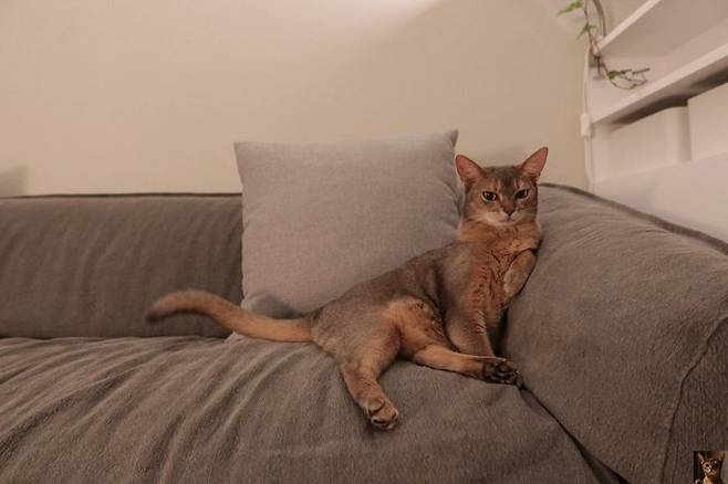 출처: <소파> 제품 정보 보러가기 (▲이미지 클릭)