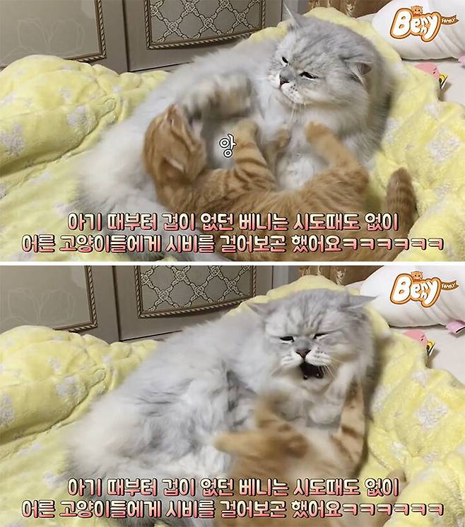 출처: 유튜브 '베니패밀리' 채널