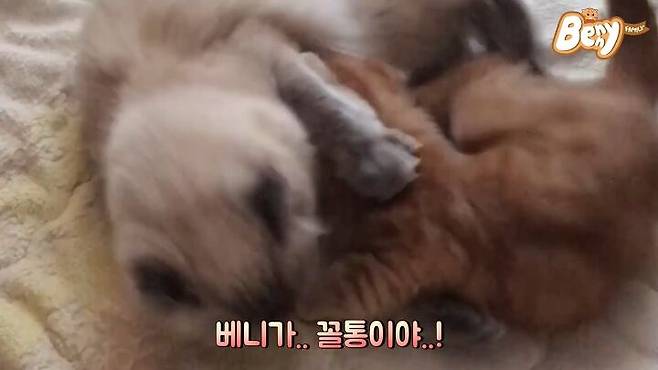 출처: 유튜브 '베니패밀리' 채널