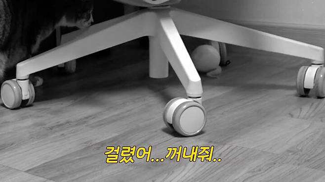 출처: 유튜브 '햄튜브' 채널