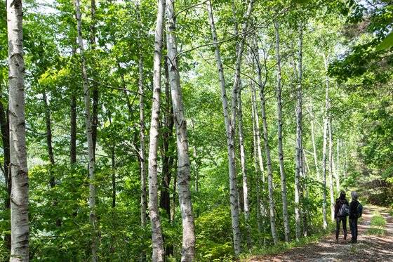 치악산둘레길 9코스 자작나무길을 걷다가 만난 풍경. 과거 임도를 내면서 가로수로 자작나무를 심었다.