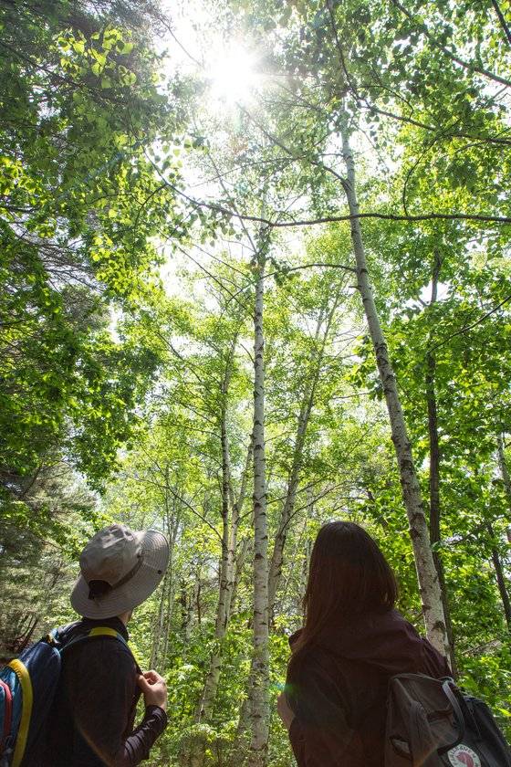 9코스 자작나무길은 걷는 내내 자작나무와 함께한다.