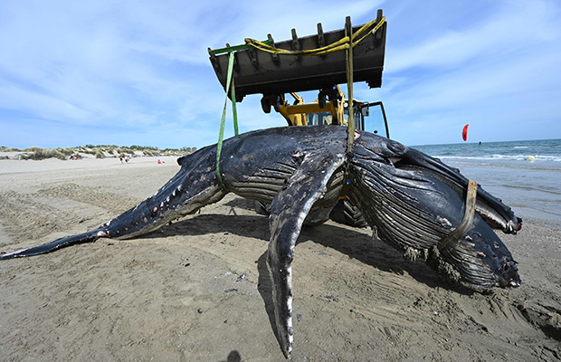 태평양에 있어야 할 고래가 지중해에서 의문의 죽음을 맞이했다. 26일(현지시간) AFP통신은 프랑스 남부 휴양도시 라 그랑드 모트 해변에서 7m 길이 혹등고래 사체가 발견됐다고 전했다./AFP 연합뉴스