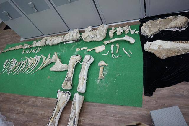 바타르 화석은 머리부터 꼬리까지 거의 전 부위의 뼈화석이 그대로 남아 있고 보존 상태가 매우 우수해 연구 및 전시 가치가 매우 높은 화석으로 평가된다. 권순철 전 대검 국제협력단장 제공