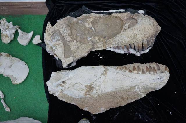 반환된 공룡화석 총 11점 중 네이멍구 고비사막에서만 발견되는 대형 육식공룡인 ‘타르보사우르스 바타르’ 화석의 두개골 부분이다. 권순철 전 대검 국제협력단장 제공