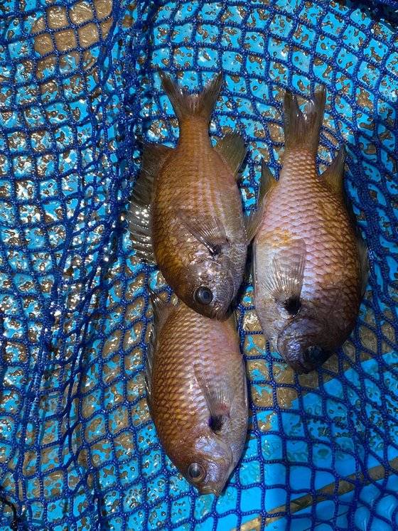 제주도 서귀포시 모슬포항 인근 해역에서 잡힌 자리돔. 최충일 기자