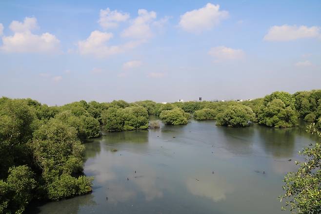 100헥타르 규모의 북자카르타 '따만 위사타 알람 맹그로브' [자카르타=연합뉴스]