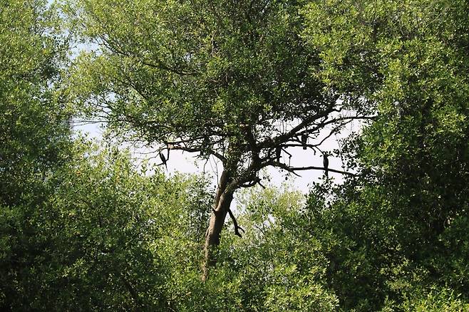맹그로브 나무에 여러 마리의 새가 앉아있는 모습 [자카르타=연합뉴스]