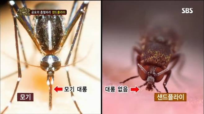 공포의 흡혈곤충 샌드플라이. SBS 정글의 법칙 영상 캡처