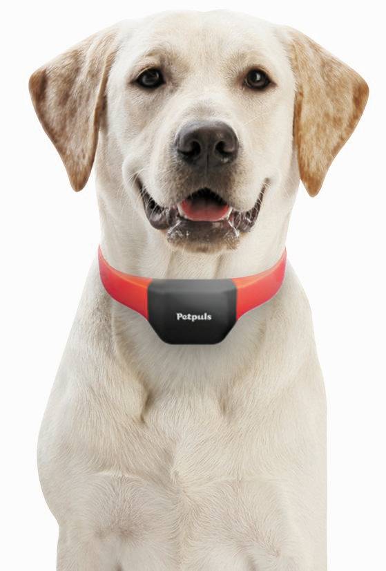 웨어러블 기기를 착용하고 있는 반려견. [사진 너울정보]