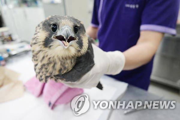 우리나라의 송골매 [낙동강관리본부 제공, 재판매 및 DB금지]