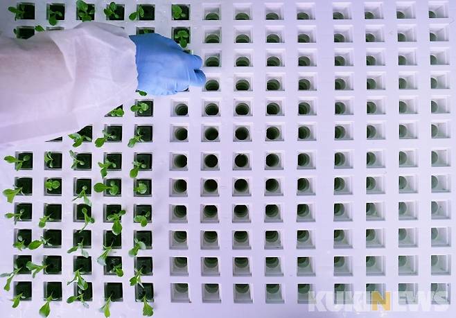 메트로팜 연구원이 카이피라 모종을 옮기며 이식 작업을 하고 있다.