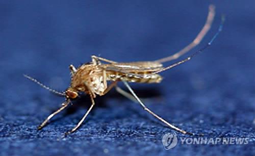 일본뇌염 매개 '작은빨간집모기' [연합뉴스 자료사진]