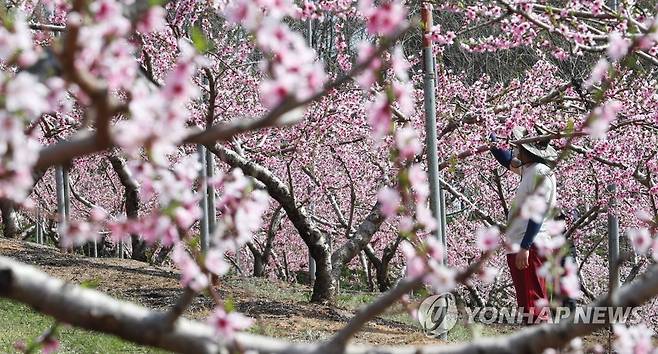 지난 4월 세종시 농가에 활짝 핀 복숭아꽃 [연합뉴스 자료 사진]