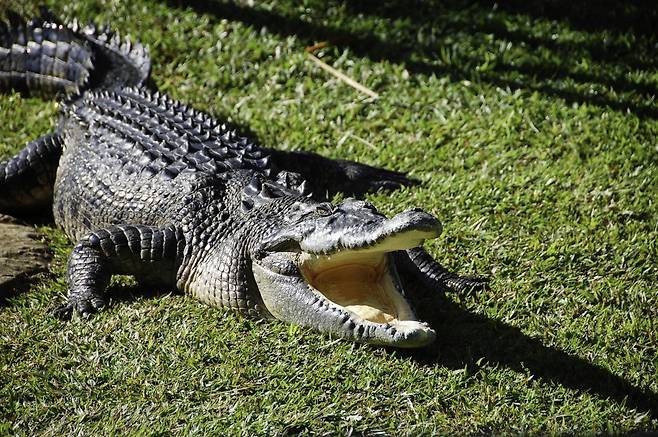 사진은 기사와 무관. [123RF]