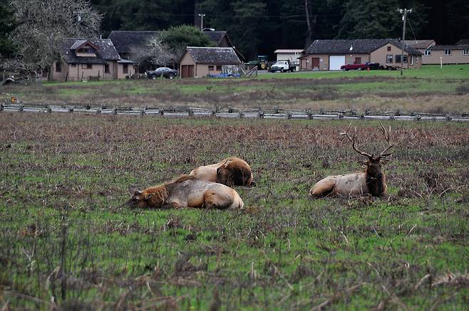 이곳 엘크들은 문명과 사람을 학습했는지 자신에게 쏠리는 관광객의 시선에 관심이 없다.