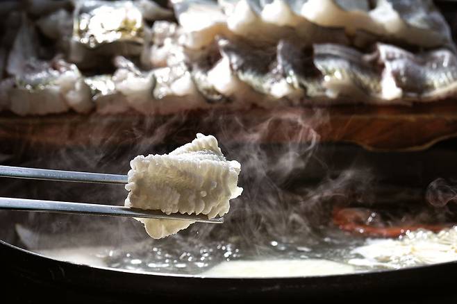 고흥반도가 있는 전남 여수와 고흥 지역에서 맛볼 수 있는 갯장어 데침(하모 유비키). /조선일보DB