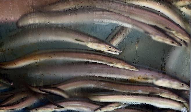 갯장어. 개처럼 날카로운 이빨과 뾰족한 코가 사나운 성질을 드러낸다. /조선일보DB