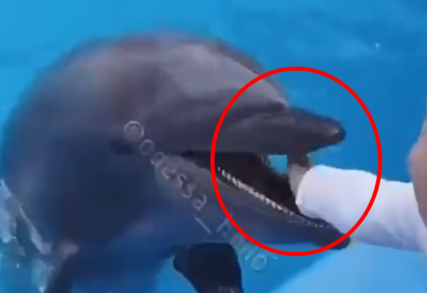우크라이나의 한 아쿠아리움에서 돌고래가 수족관 안으로 들어온 아이의 손을 덥석 무는 사고가 발생했다