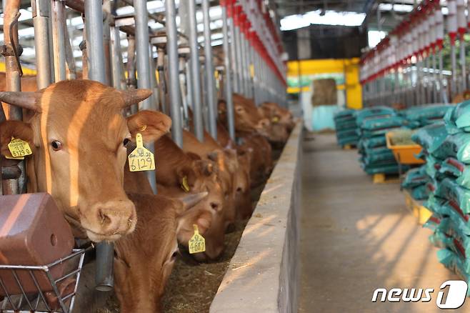 깔끔히 정리된 축사에서 소들이 먹이를 먹고 있는 모습. © 뉴스1