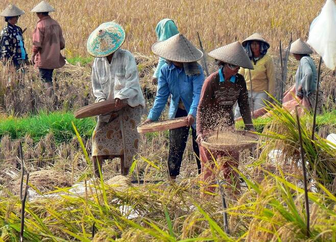 인도네시아는 우리처럼 벼가 주요 작물이며, 쌀이 주식이다. 농부들이 들판에서 벼를 수확하는 모습. 픽사베이